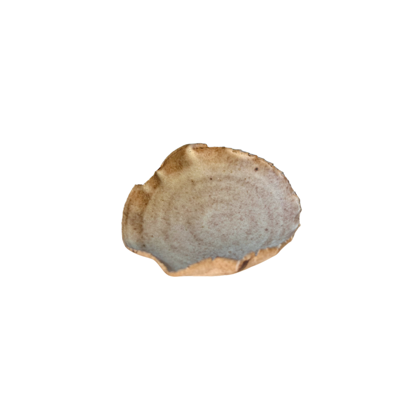 Conchita 5